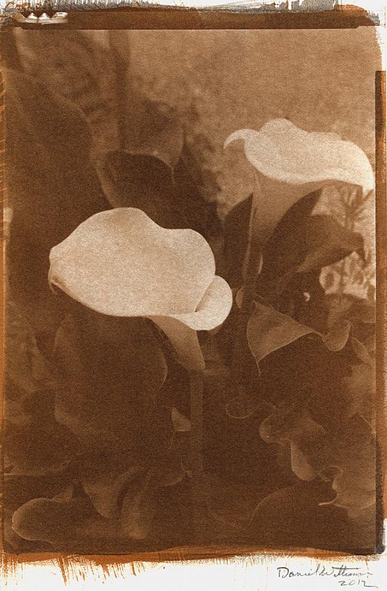 Lilies