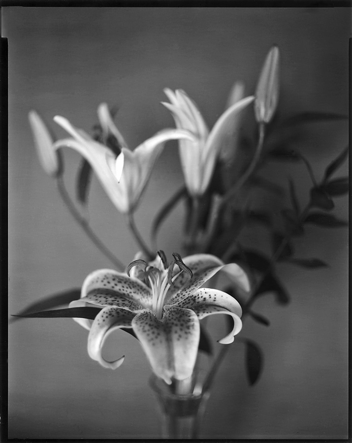 Lilies