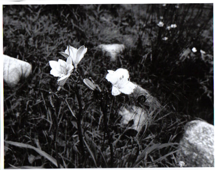 lillies