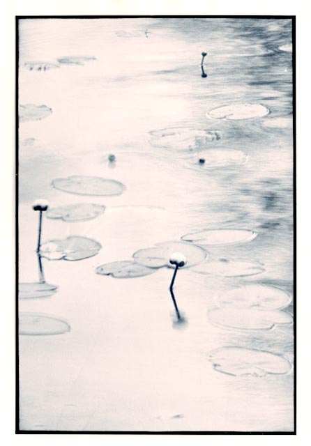 Lillies