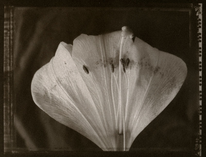 Lillium
