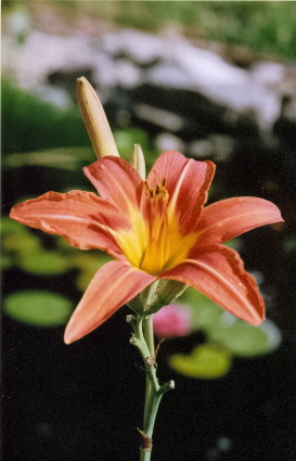 Lilly By The Pond