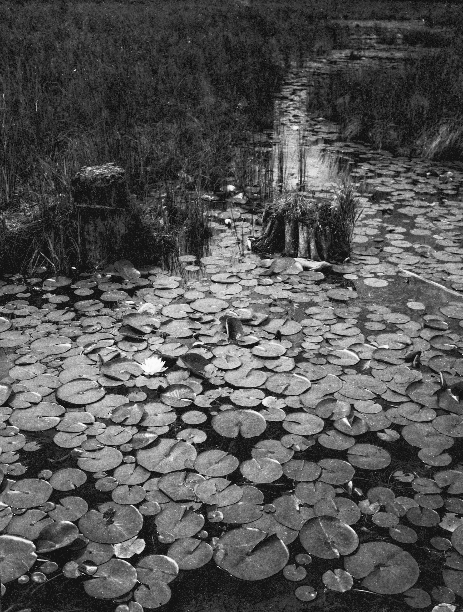 Lilly pads Lake Whonnock Maple Ridge