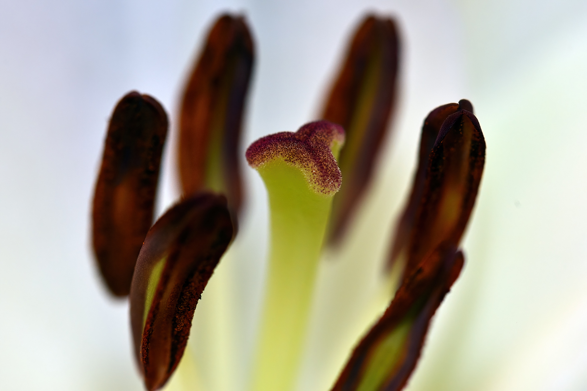 Lilly