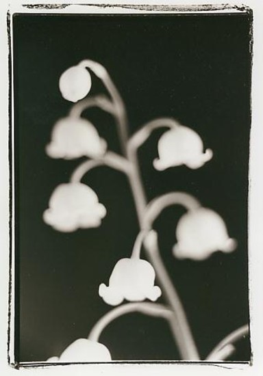 Lily of the Valley 1