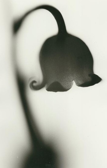 Lily of the Valley 2