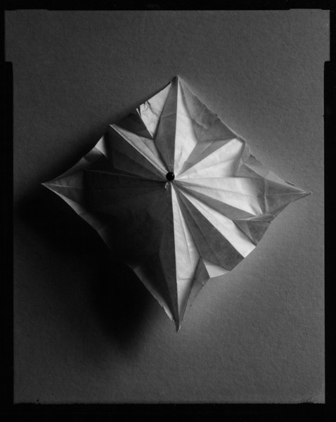 Lily On Grey