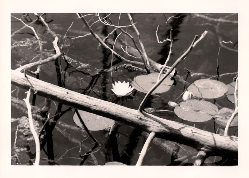 Lily - O'Neal Lake, MI