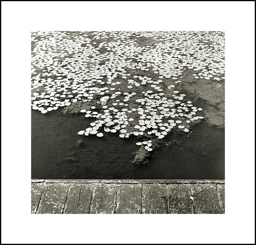 Lily Pads and Boardwalk