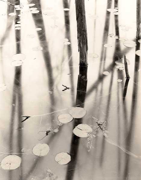 Lily pads and reflections