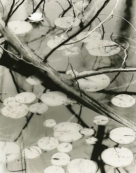 Lily Pads, O'Neal Lake