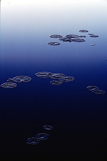 Lily Pads