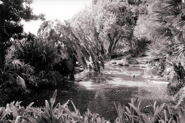 Lily Pond
