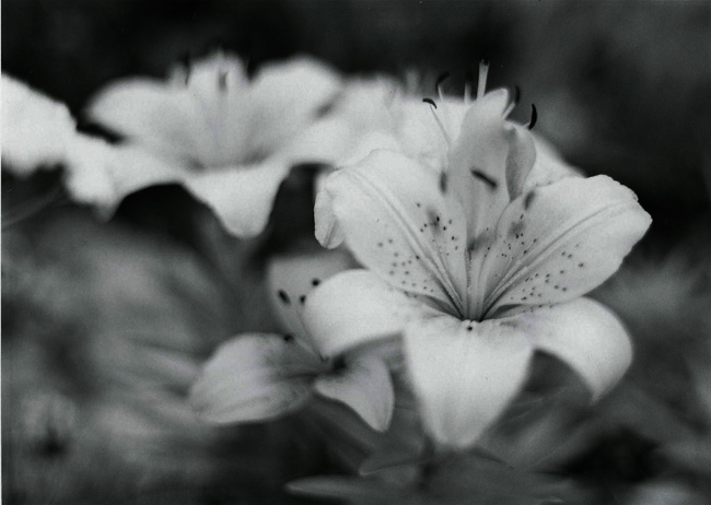 Lily