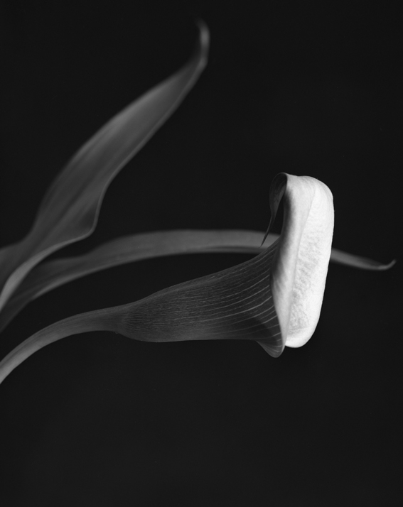 Lily