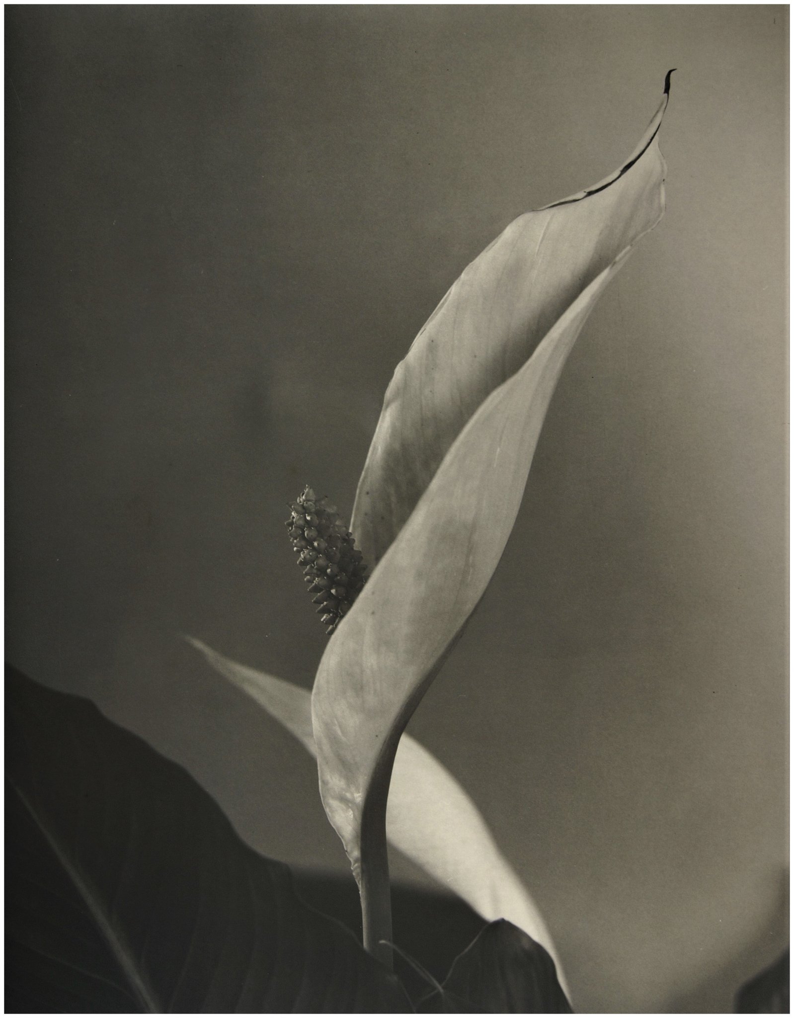 Lily