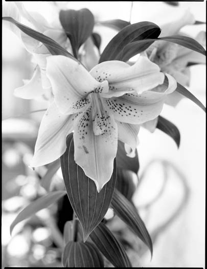 Lily