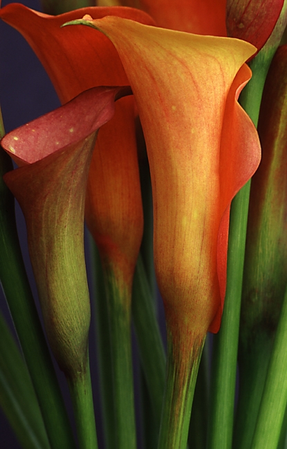 Lilys