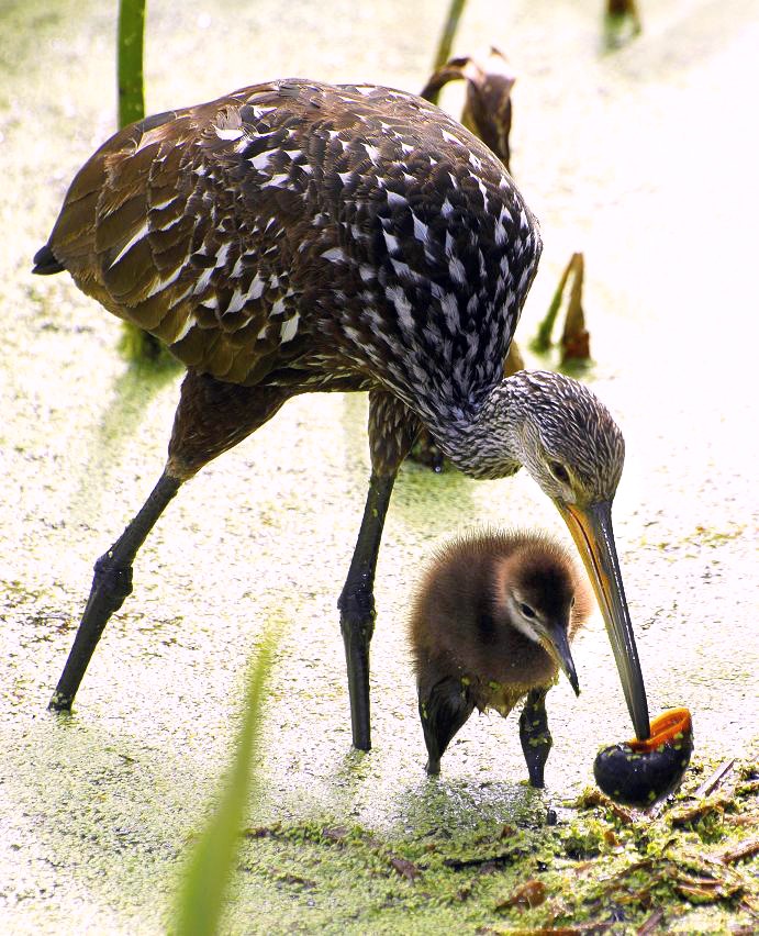 Limpkin-2.JPG