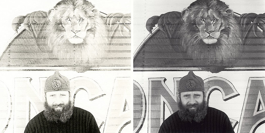 Lion-beard
