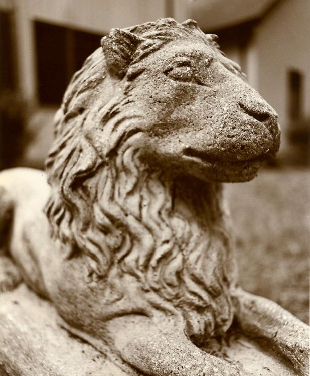 lion