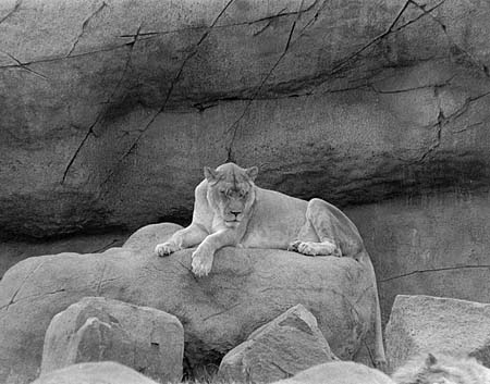 Lioness