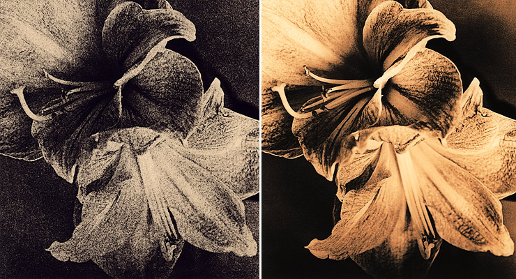 Lith-Comparsion Kentmere WT vs. Fomatone