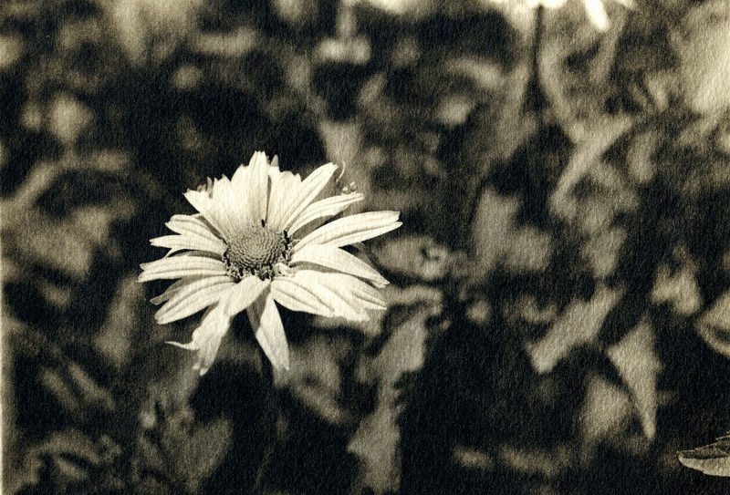 Lith Flower 2