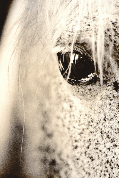 Lith horse portrait