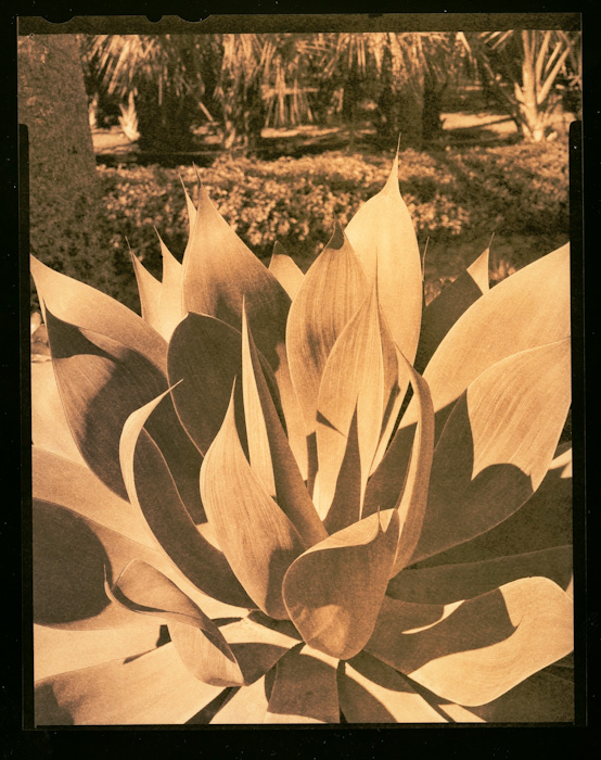 Lith in the Garden
