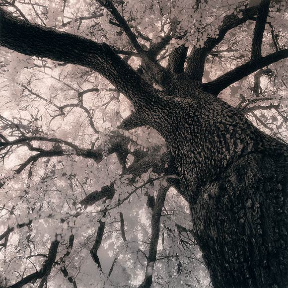 Lith Redev. Adox MCP