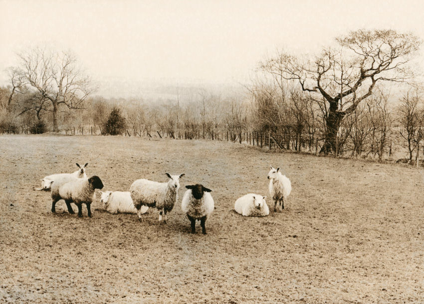 lith sheep