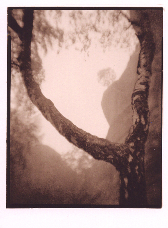 Lith Tree 1