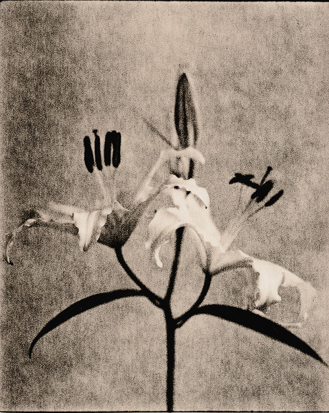 Lithed lily