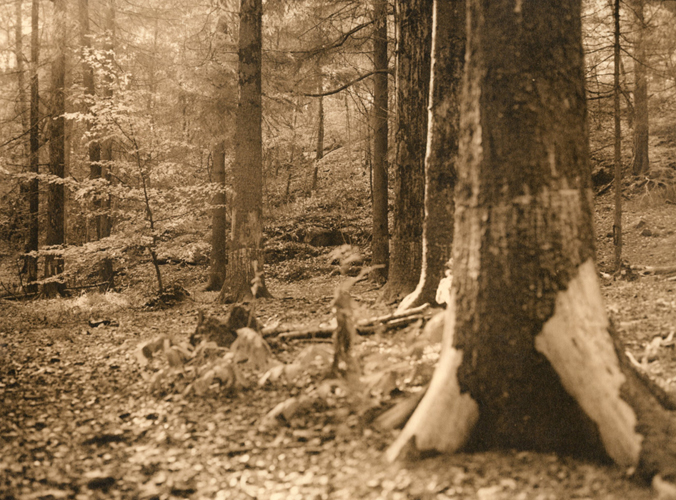lithtrees1