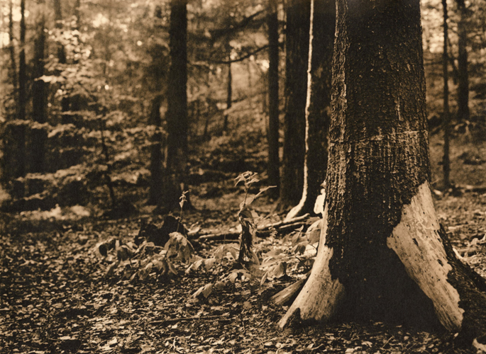 lithtrees2