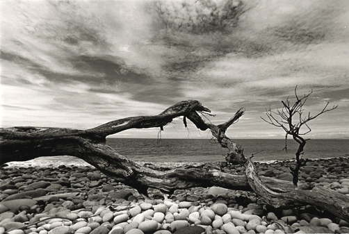 Little Barrier Island