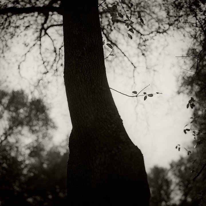 Little Branch