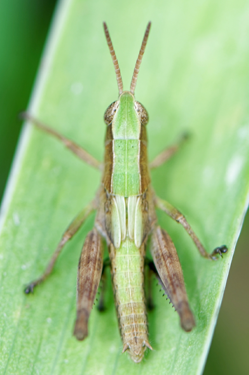 Little Green Caelifera