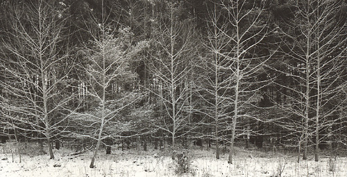 Little Grove