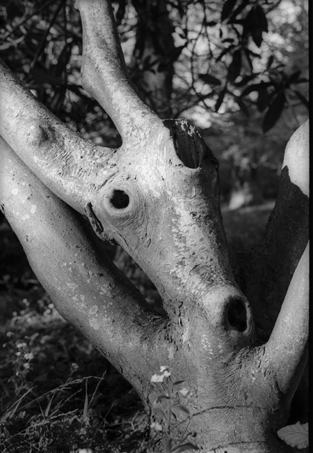 Little Otek's Real Mother