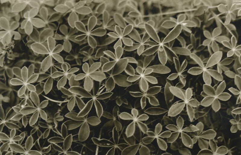 Little petals