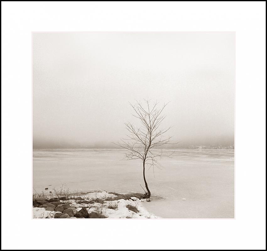 Little Tree by the Lake