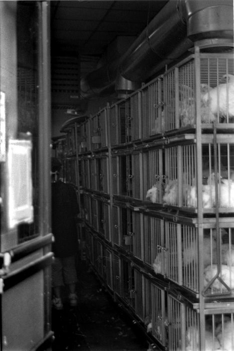 Live Fowls, Chinatown, Boston