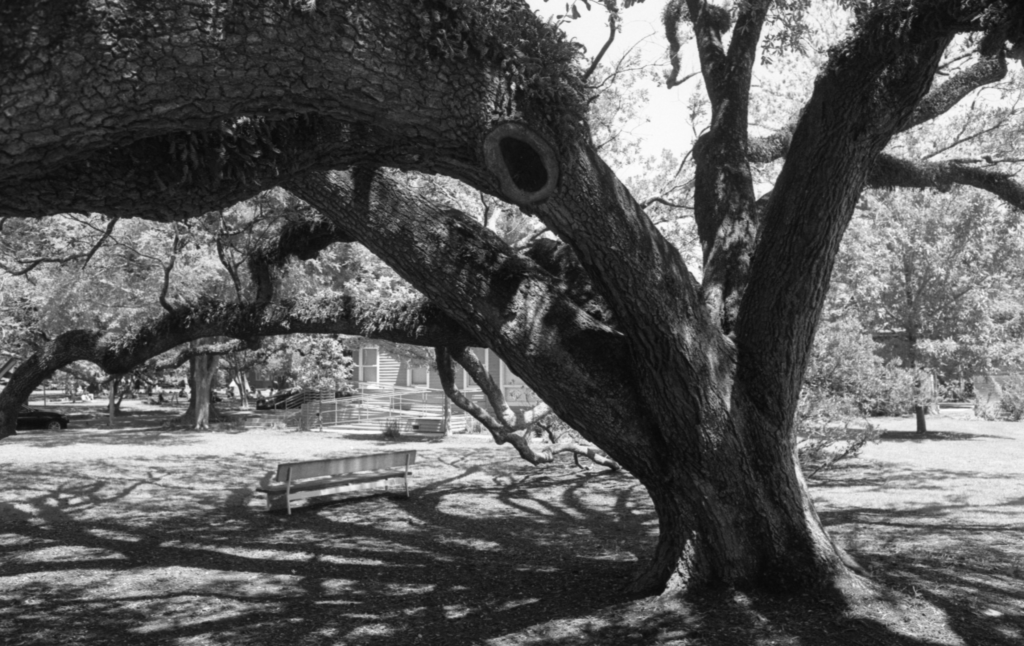 Live Oak at the Cy Twombly Gallery