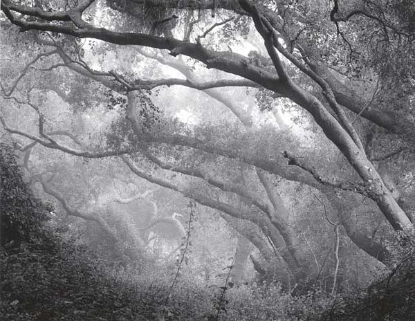 Live oak in fog