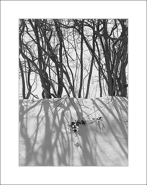 Local Pond, Trees, and Shadows