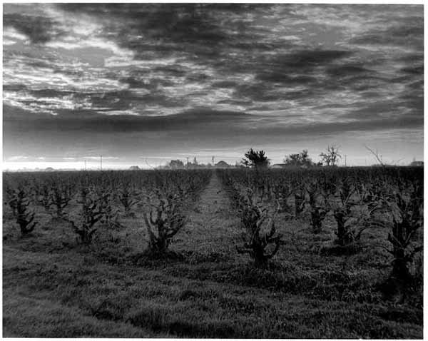 Lodi