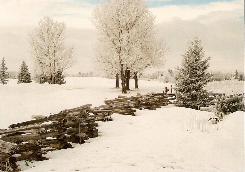 Log fence