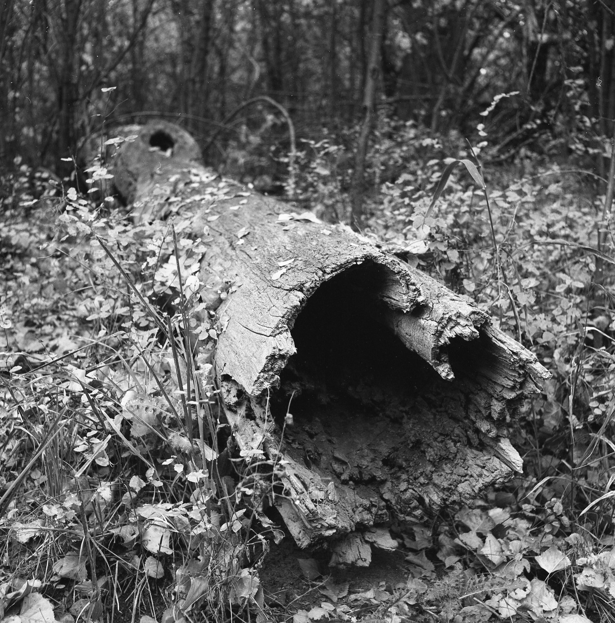 Log